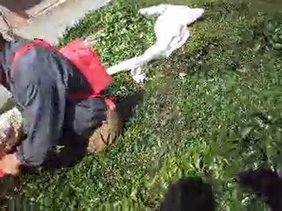 Maks Çay Toplama Makinesi