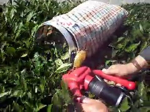 Maks Çay Toplama Makinesi