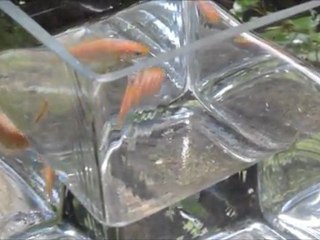 GOLDFISH WITH MULTIPLE PERSONALITY DISORDER