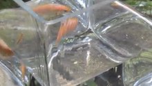 GOLDFISH WITH MULTIPLE PERSONALITY DISORDER