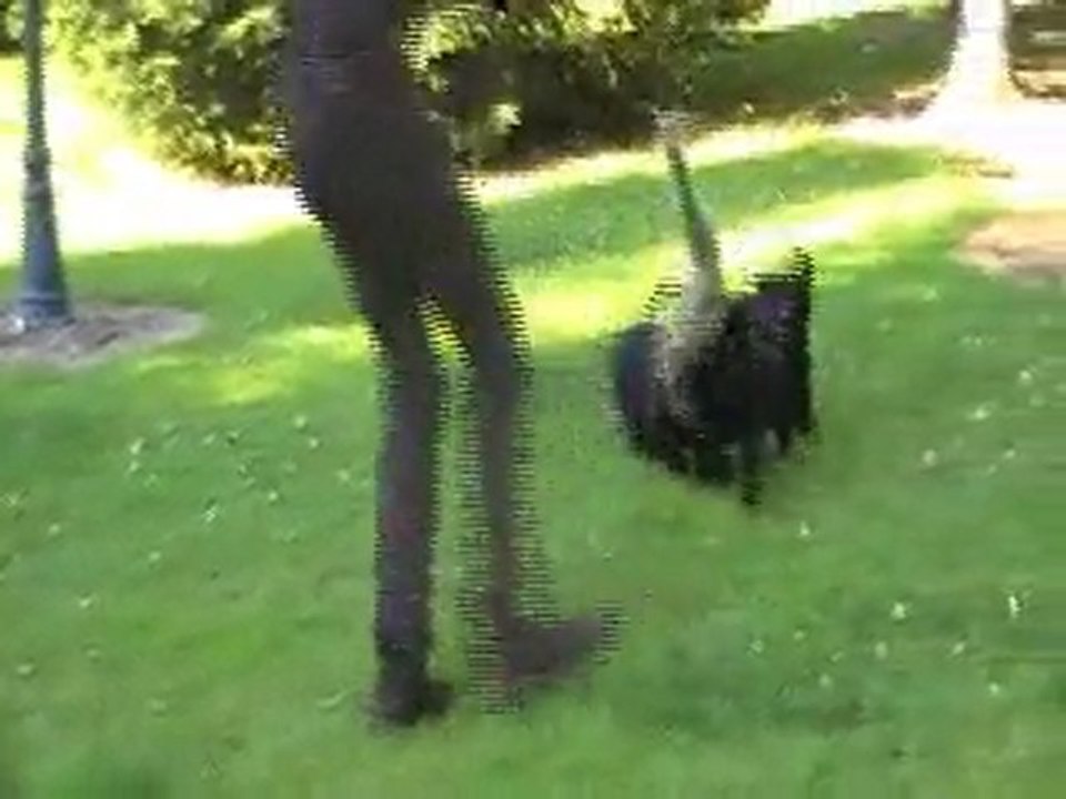 chiots de jucan et belle-panthere 8 semaines