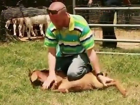 La Miséricorde de l'abattage rituel islamique 2/2