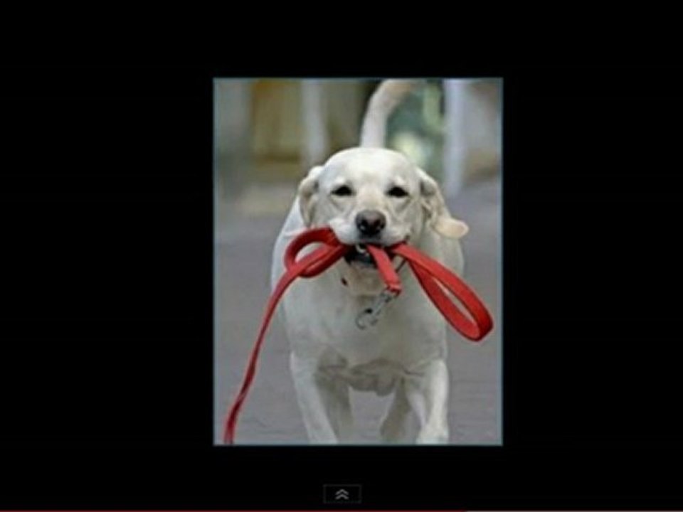 Como  educar perro,como adiestrar mi perro