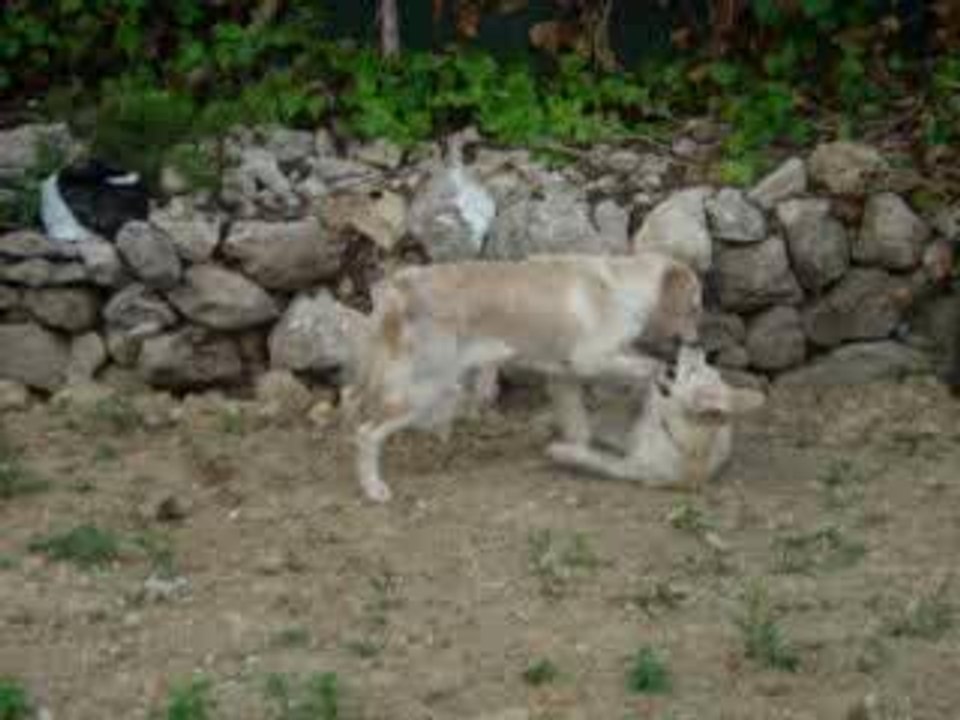 Anouchka et Bluebelle