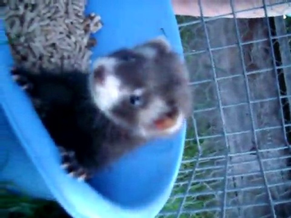 Bébés de Shaïna et Lolita - 07.2011 -