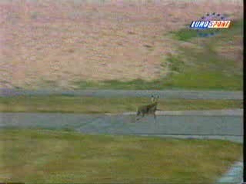 Animaux-video-0006