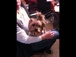 תספורת לכלב - מיספרה לכלבים/לחתולים בתל אביב