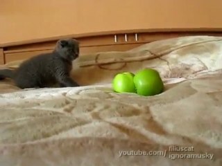 kitten vs a TWO scary things