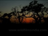 Sunset in Keoladeo National Park in Bharatpur