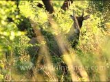 Male Bluebull Antelope in Keoladeo National Park, Rajasthan