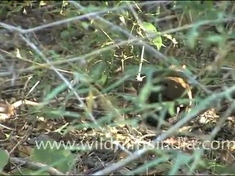 Red Junglefowl female at Bandhavgarh National Park