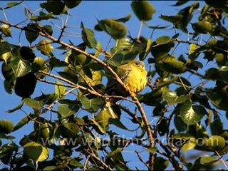 Yellow Legged Green Pigeon in Bharatpur Sanctuary