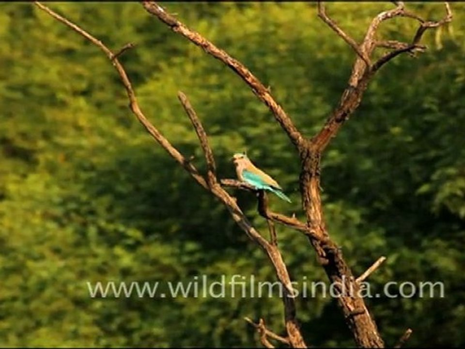 Indian Roller or Blue Jay