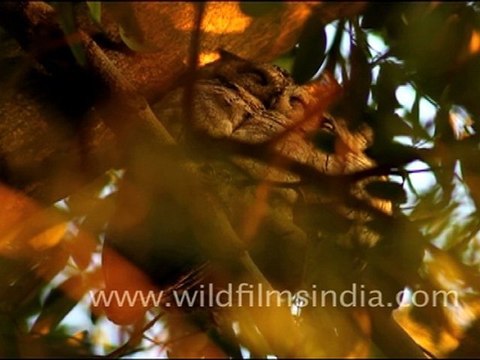 Owls in Bharatpur Sanctuary