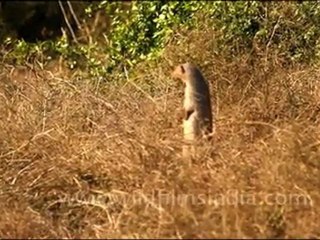 Mongoose in Keoladeo National Park
