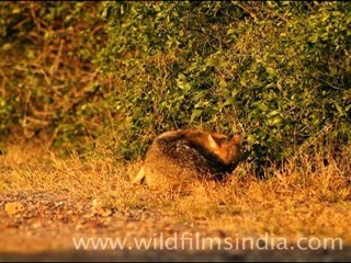 Jackal in Bharatpur National Park