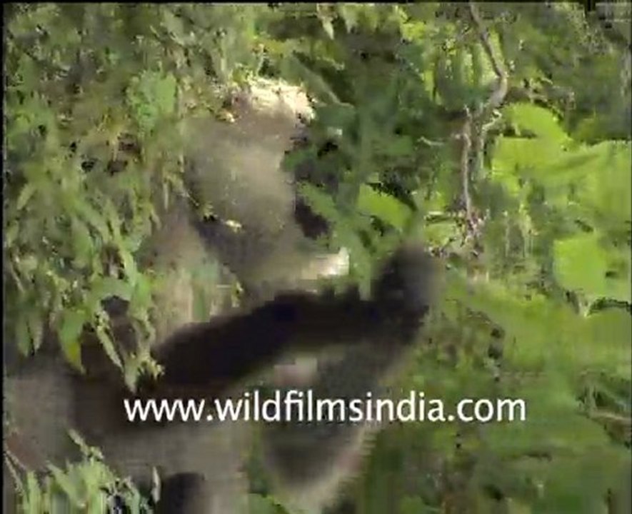 Langur in Jungle