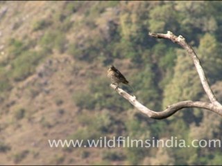 Chestnut Bellied Rock Thrush female in Landour