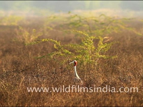 Keoladeo Ghana National Park in Bharatpur