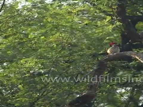 Mahratta or Brown-fronted Pied Woodpecker on a tree in Keoladeo National Park