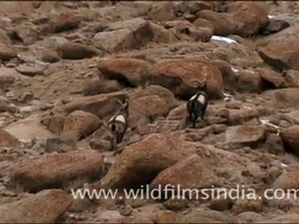 ladakh_106.mov