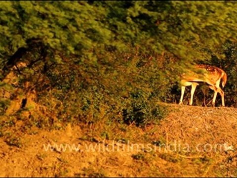 Spotted Deer in Bharatpur National Park