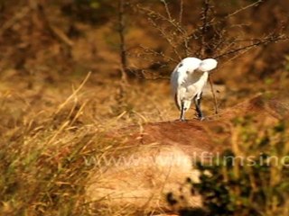Egret in Keoladeo National Park