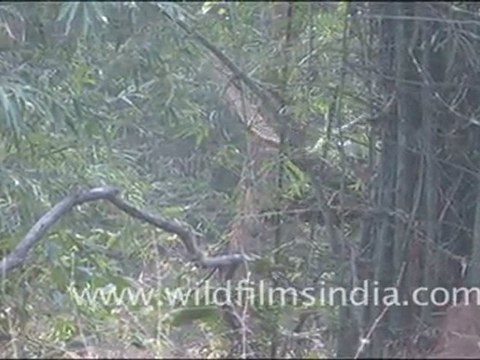 Sambhar in Bandhavgarh National Park