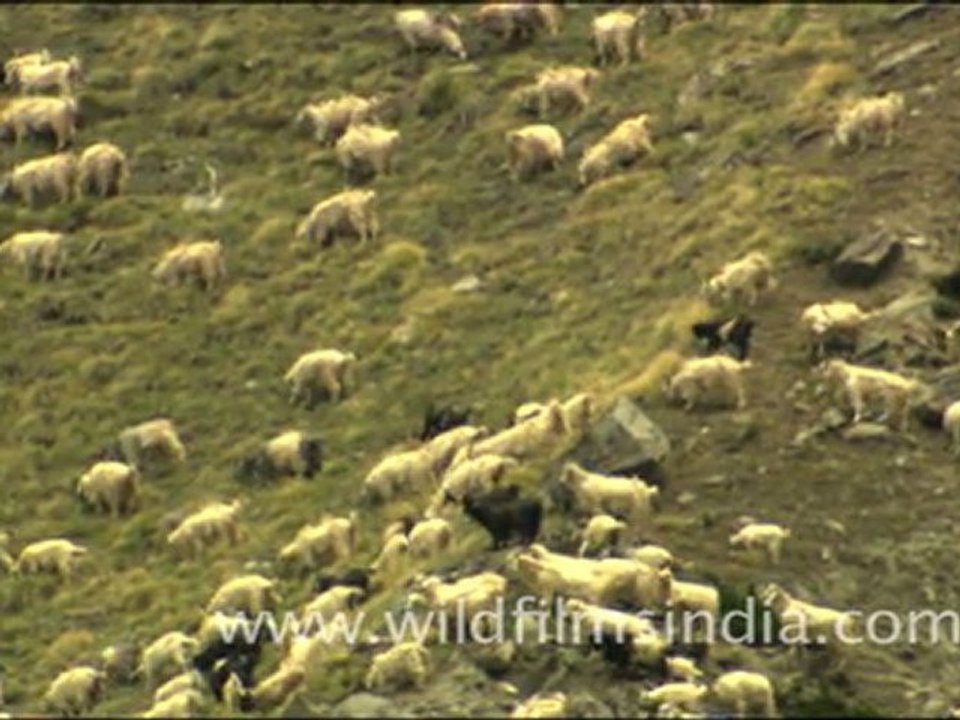 Ibex in Ladakh