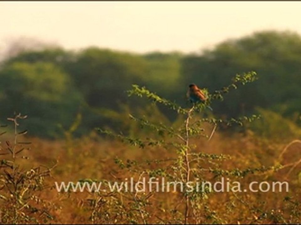 Blue Jay or Indian Roller