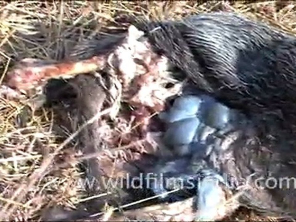 Dead Wild Boar in Panna