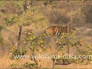 Indian Tiger in Bandhavgarh grassland
