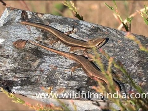 Salamander or Bamini