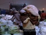 Loading of Vegetables in Azadpur Sabzi Market, New Delhi