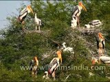 Painted Storks in Bharatpur National Park