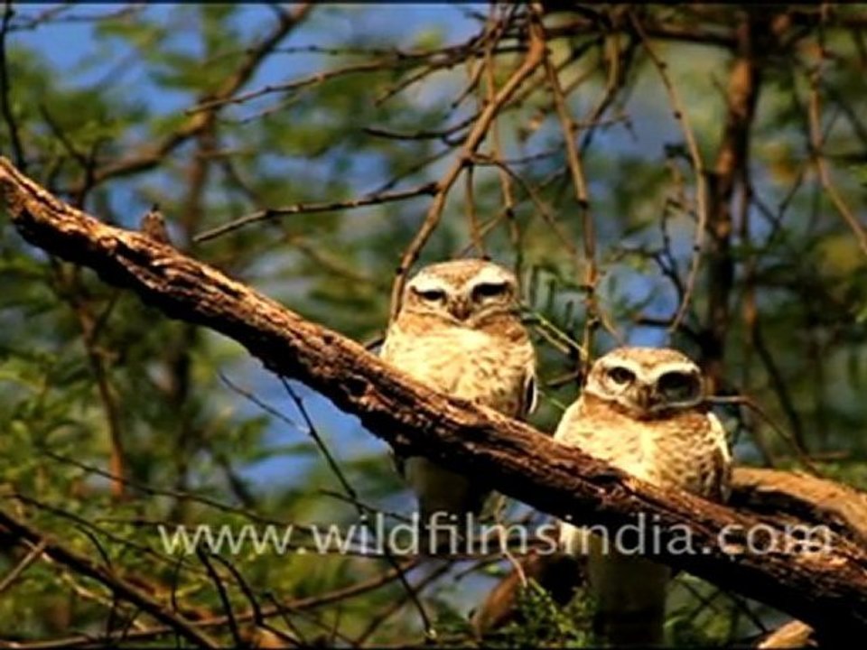 Spotted Owlets