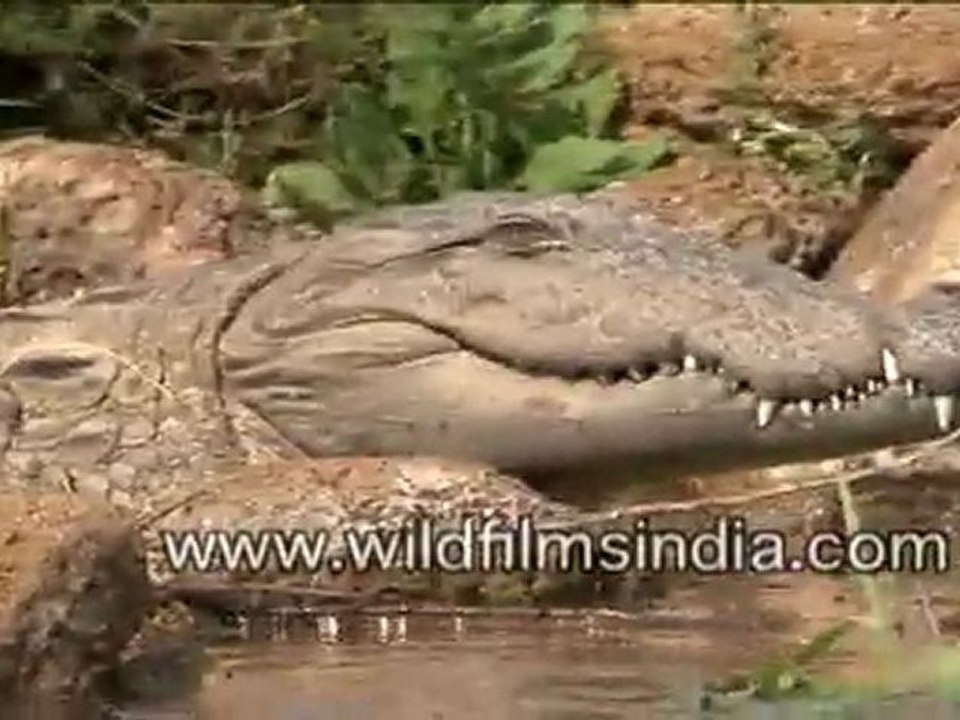 Gharial in the Chambal