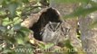 Collared Scops Owls in Bandhavgarh