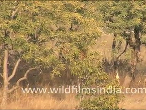 Tiger in Bandhavgarh, Madhya Pradesh