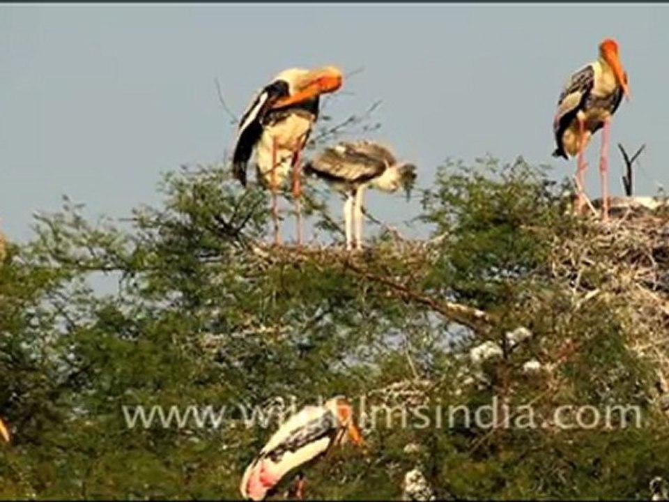 Painted storks on a tree