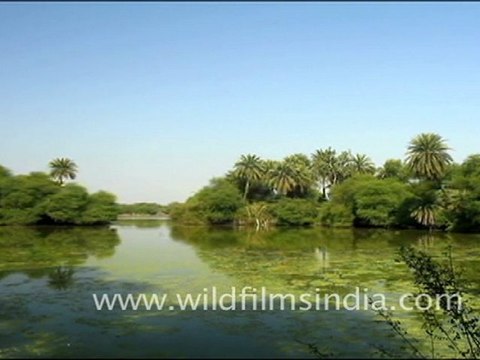 Keoladeo Ghana National Park, Bharatpur
