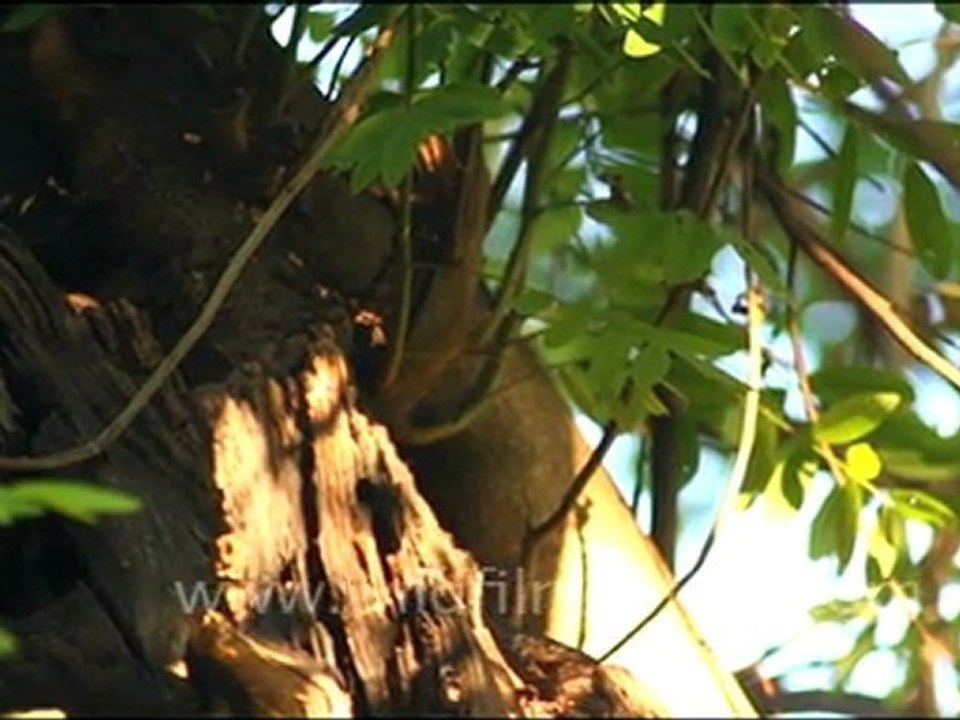 Owls in Keoladeo National Park