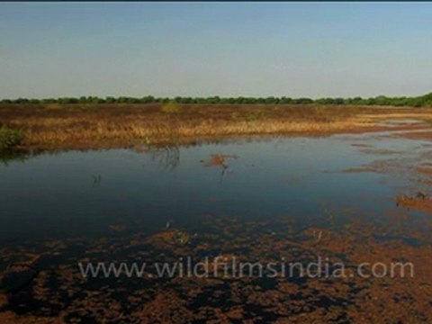 Keoladeo Ghana National Park, Bharatpur