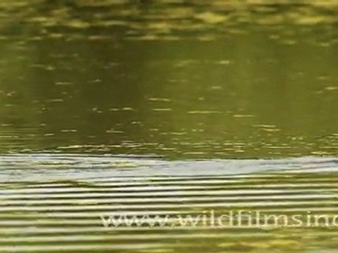 Birds in Keoladeo National Park