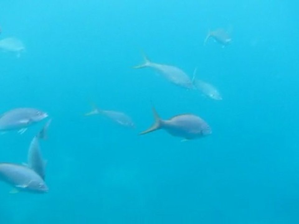 Gaudeloupe : Nautilus