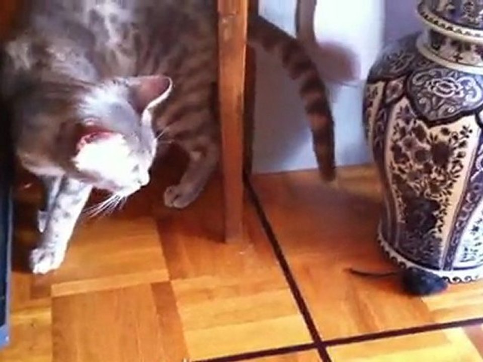 Kelly et sa souris 2