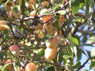 Balade de l'Oise, la Loire à l'Argenton