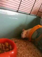 bébé rat 3 jours