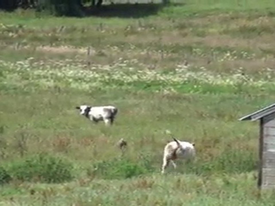 Solidarité entre espèces animales ou opportunisme ?