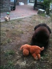 Ma puce et son bébé